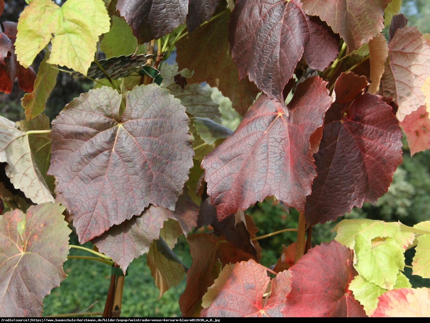 Winorośl Winogorno venus - Vitis Venus