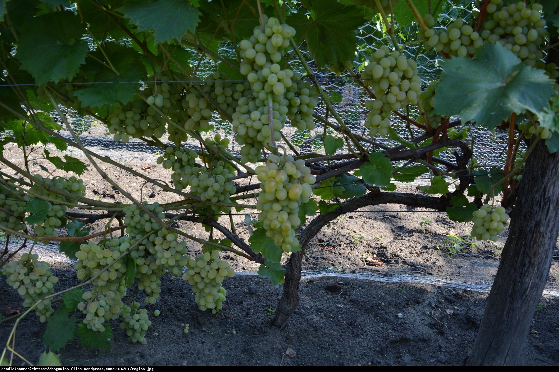 Winorośl Winogorno Regina - Vitis Regina