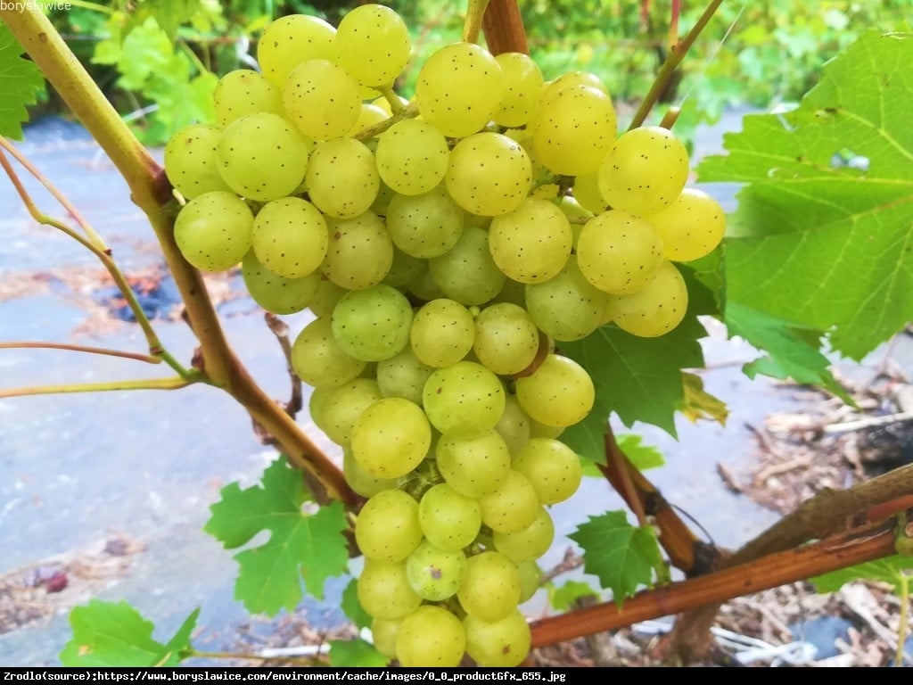 Winorośl Winogrono Prim - Vitis Prim