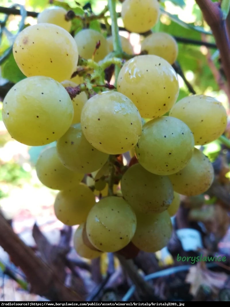 Winorośl Winogrono Prim - Vitis Prim