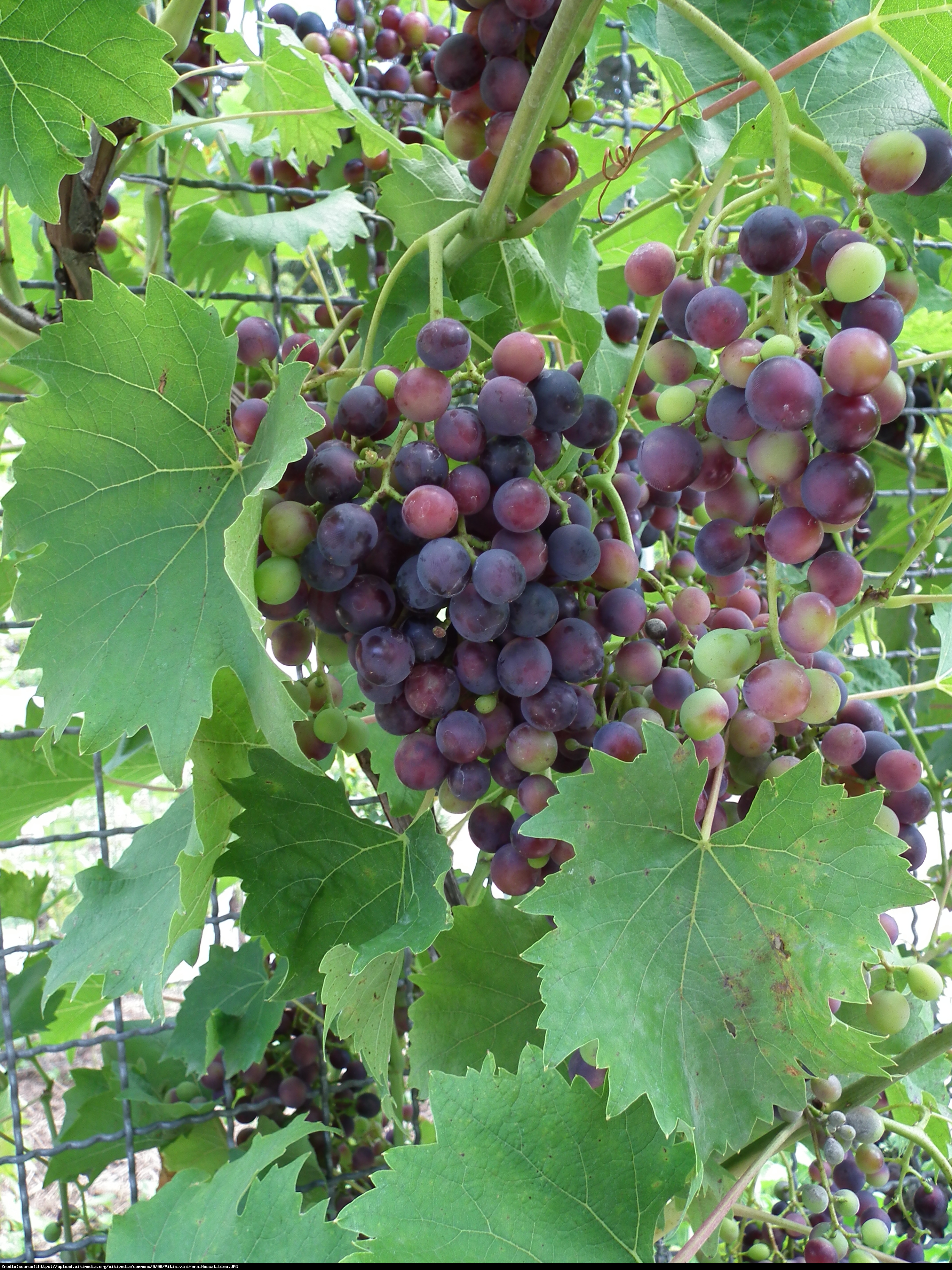 Winorośl Winogrono Muscat letni - Vitis Muscat 