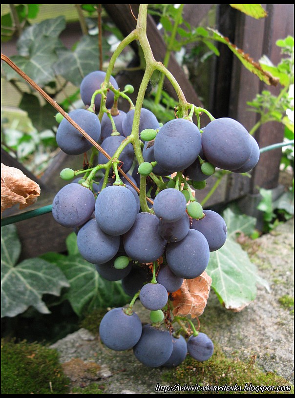 Winorośl winogrono kryzownikowyj - Vitis kryzownikowyj
