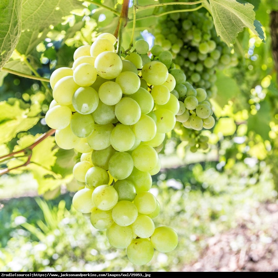 Winorośl Winogrono Himrod Bezpestkowe - Vitis Himrod