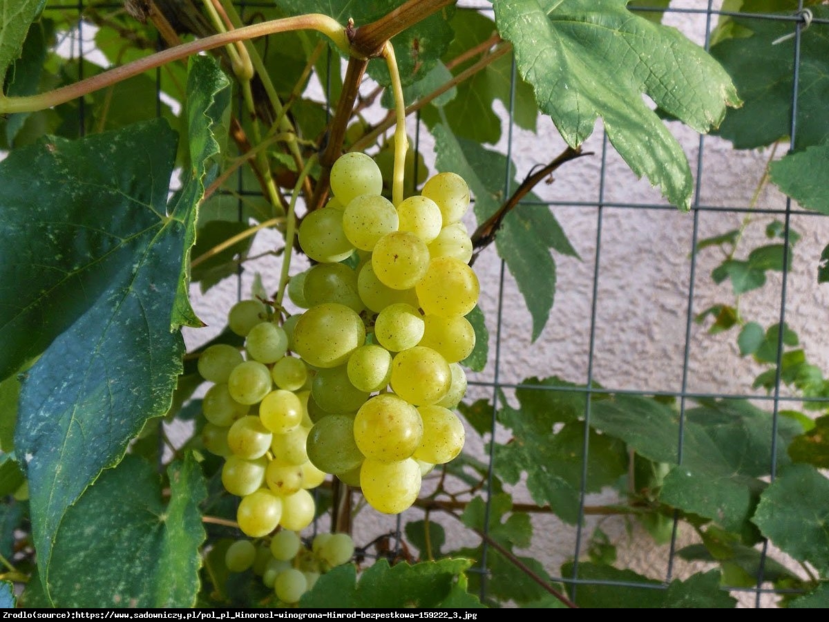 Winorośl Winogrono Himrod Bezpestkowe - Vitis Himrod