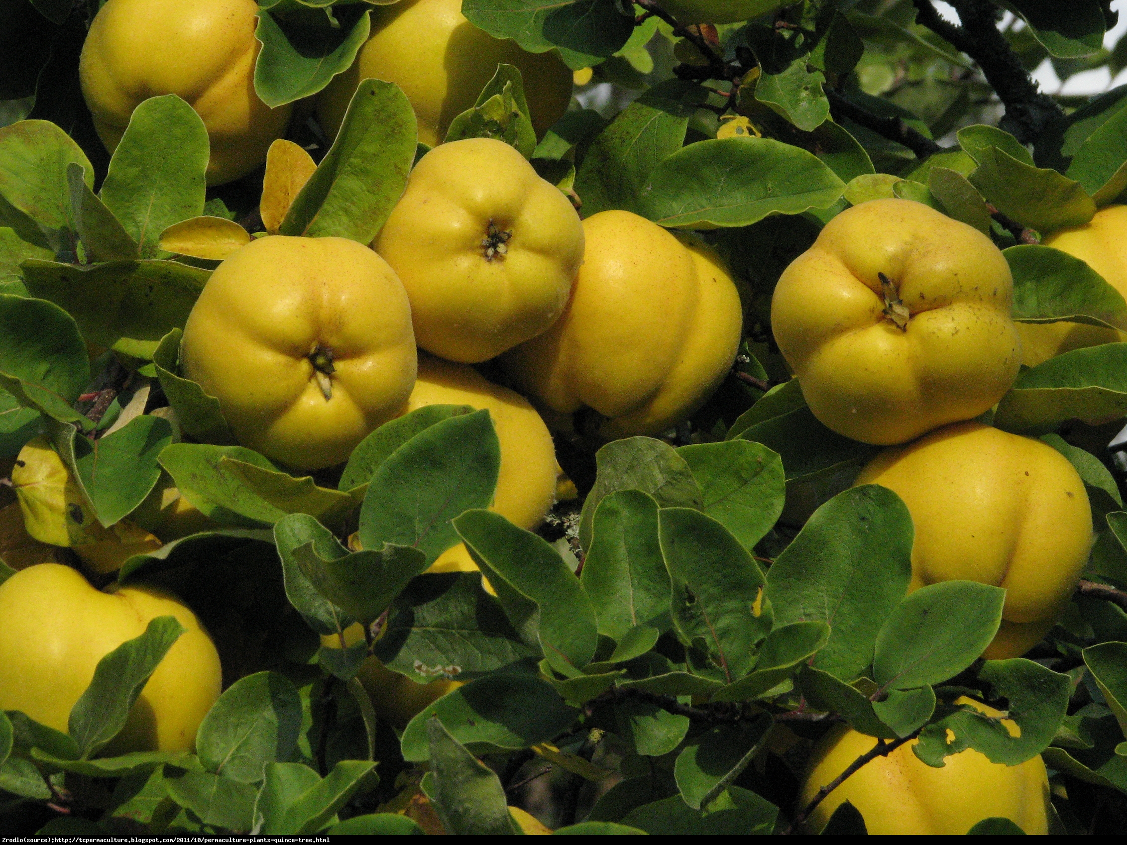 Pigwa wielkoowocowa jabłkowa - Cydonia oblonga