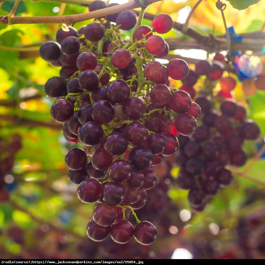 Winorośl Suffolk Red Bezpestkowa - Vitis Suffolk Red