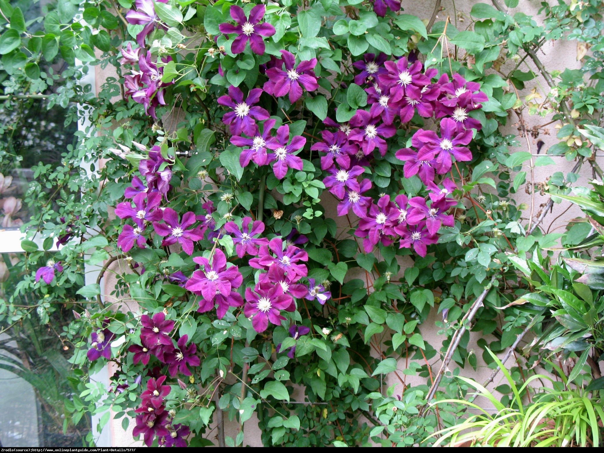 Powojnik wielkokwiatowy Warszawska Nike - Clematis Warszawska Nike