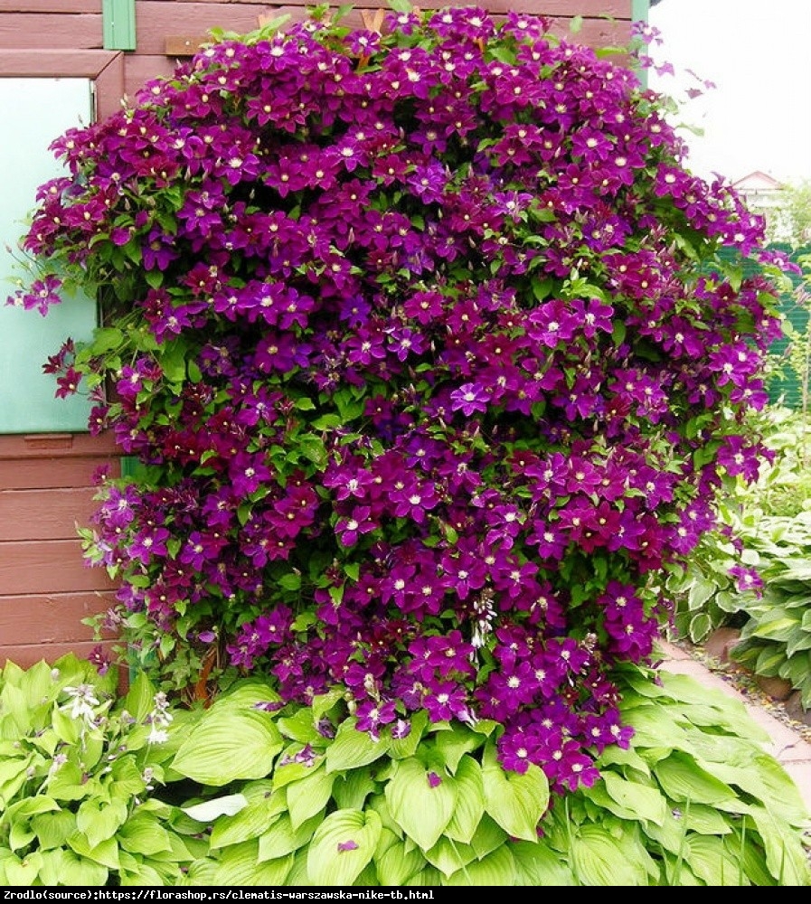 Powojnik wielkokwiatowy Warszawska Nike - Clematis Warszawska Nike