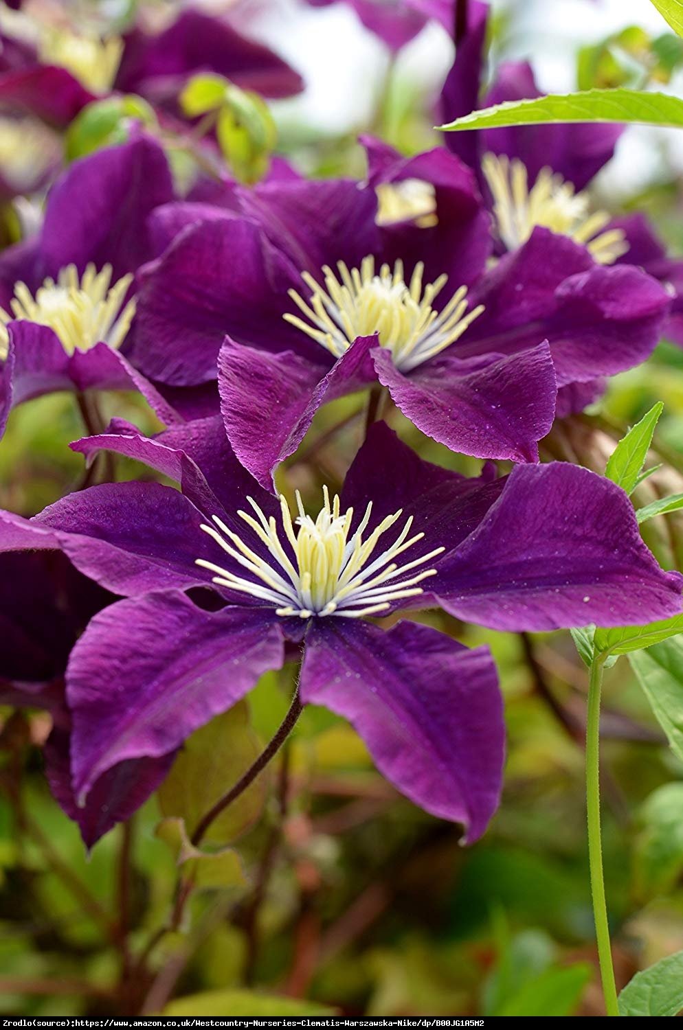 Powojnik wielkokwiatowy Warszawska Nike - Clematis Warszawska Nike