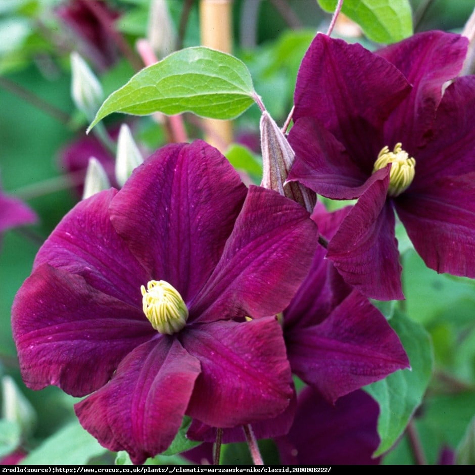 Powojnik wielkokwiatowy Warszawska Nike - Clematis Warszawska Nike