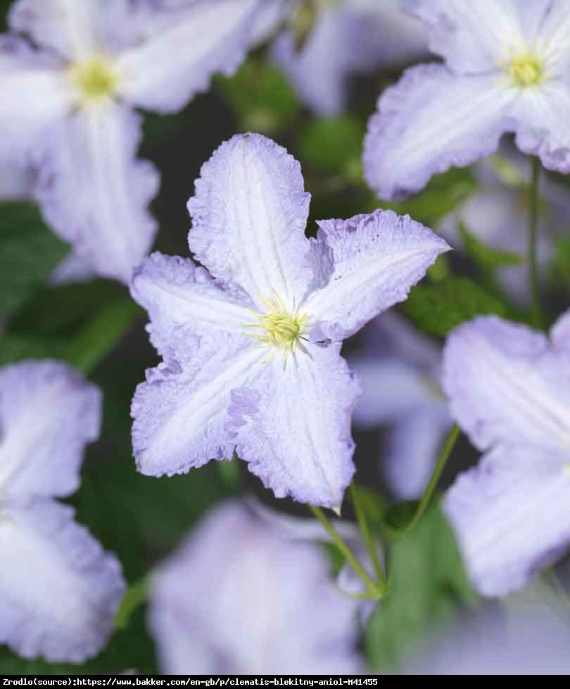 Powojnik wielkokwiatowy Błękitny Anioł BLUE ANGEL  - Clematis Błękitny Anioł