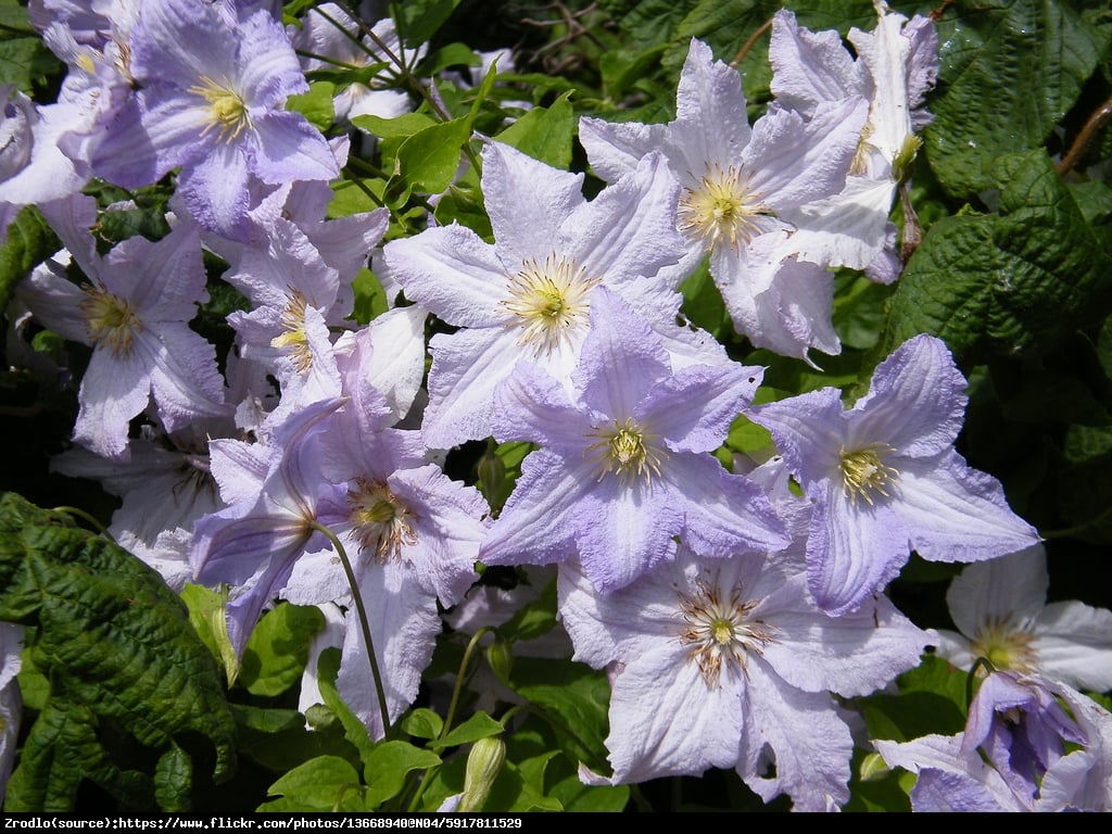 Powojnik wielkokwiatowy Błękitny Anioł BLUE ANGEL  - Clematis Błękitny Anioł