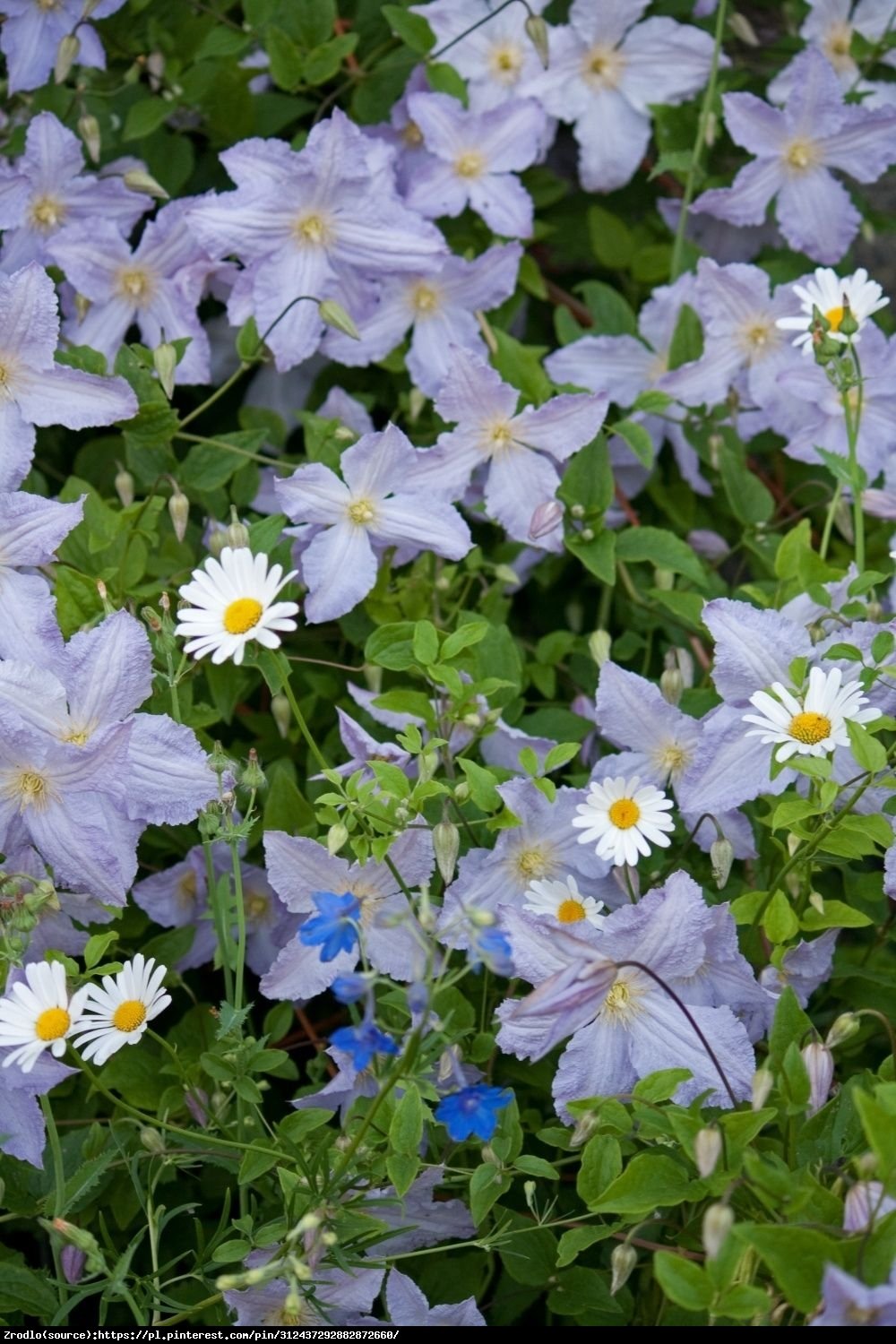 Powojnik wielkokwiatowy Błękitny Anioł BLUE ANGEL  - Clematis Błękitny Anioł