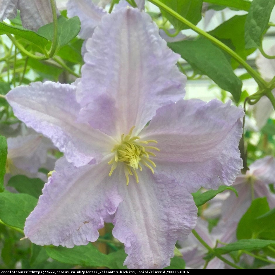 Powojnik wielkokwiatowy Błękitny Anioł BLUE ANGEL  - Clematis Błękitny Anioł