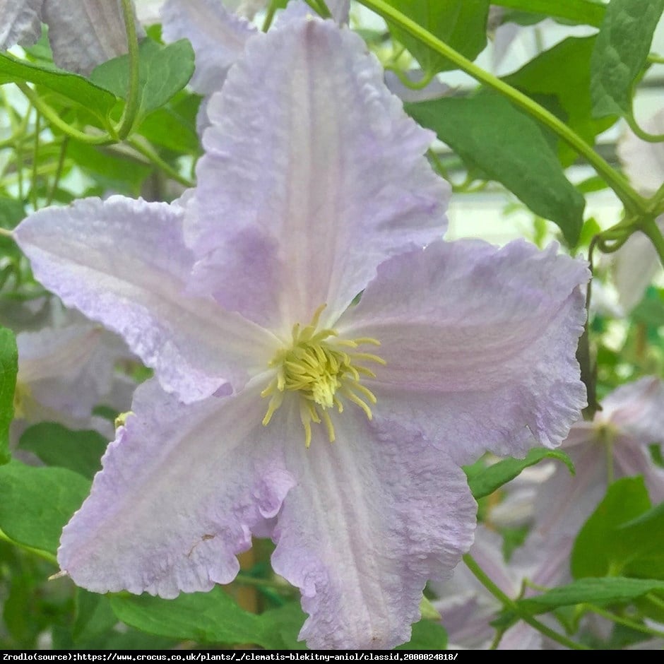 Powojnik wielkokwiatowy Błękitny Anioł BLUE ANGEL  - Clematis Błękitny Anioł