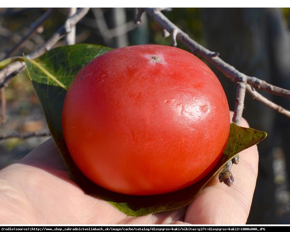 Hurma kaki Nikitskaja Bordovaja - kaki virginiana NIKITA´s GIFT