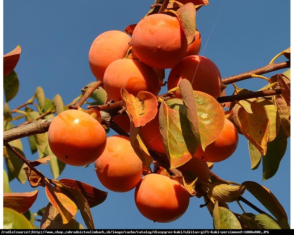 Hurma kaki Nikitskaja Bordovaja - kaki virginiana NIKITA´s GIFT