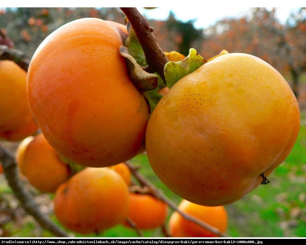 Hurma kaki Nikitskaja Bordovaja - kaki virginiana NIKITA´s GIFT