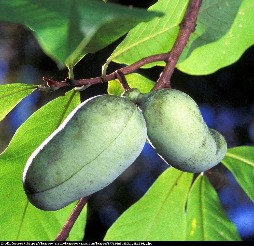 Urodlin trójłatkowy Belle - Asimina triloba Belle