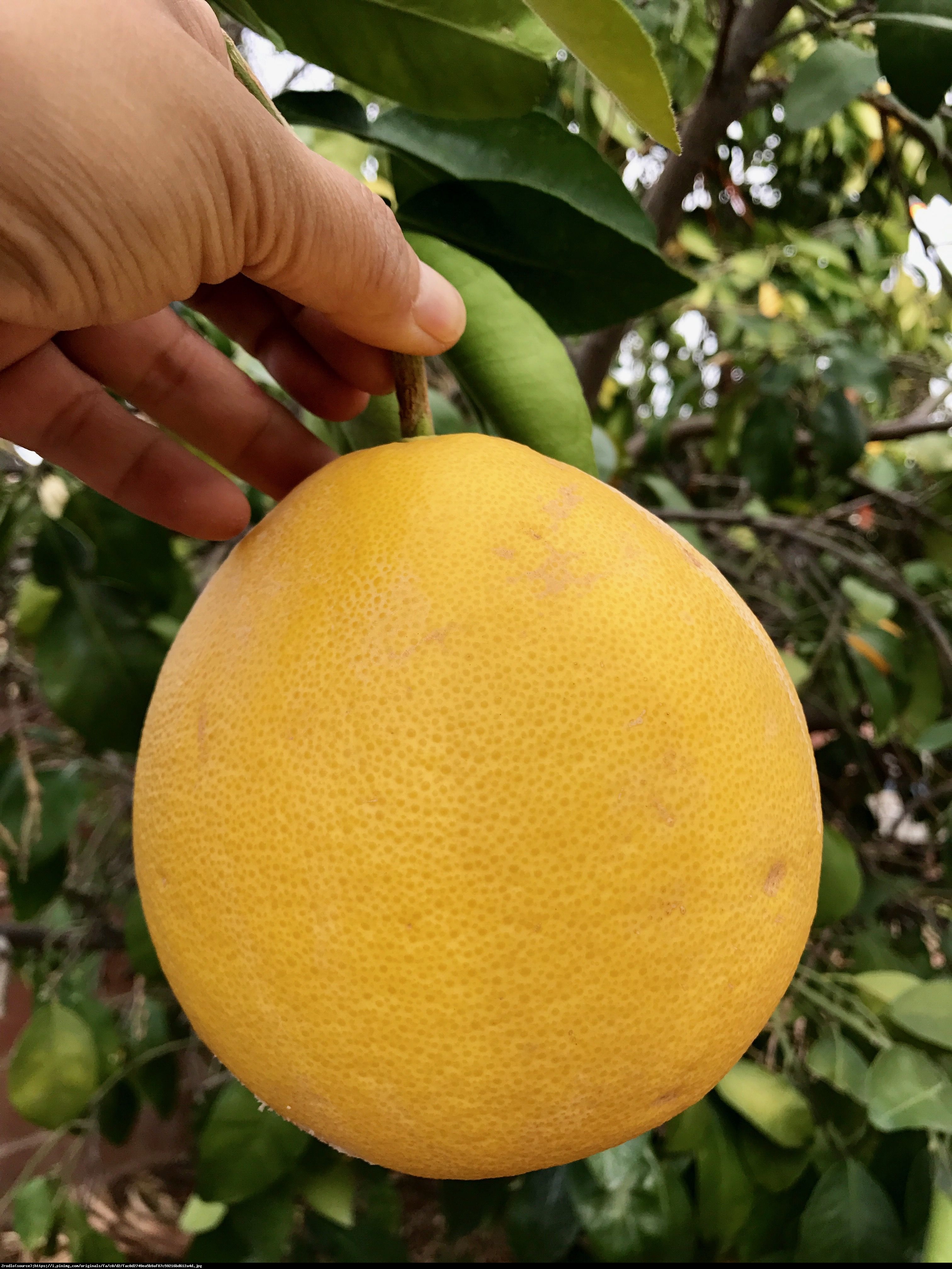 Grejfrut drzewko z owocami - Citrus Grapefruit - Pompelmo