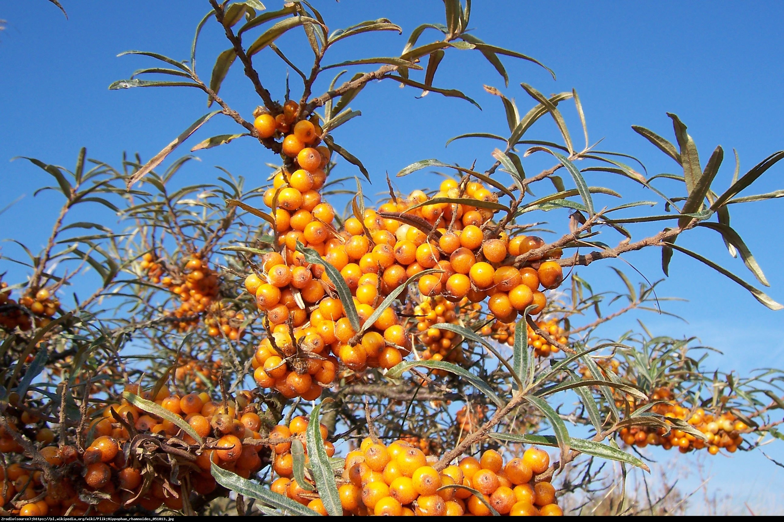 Rokitnik pospolity - Hippophae rhamnoides