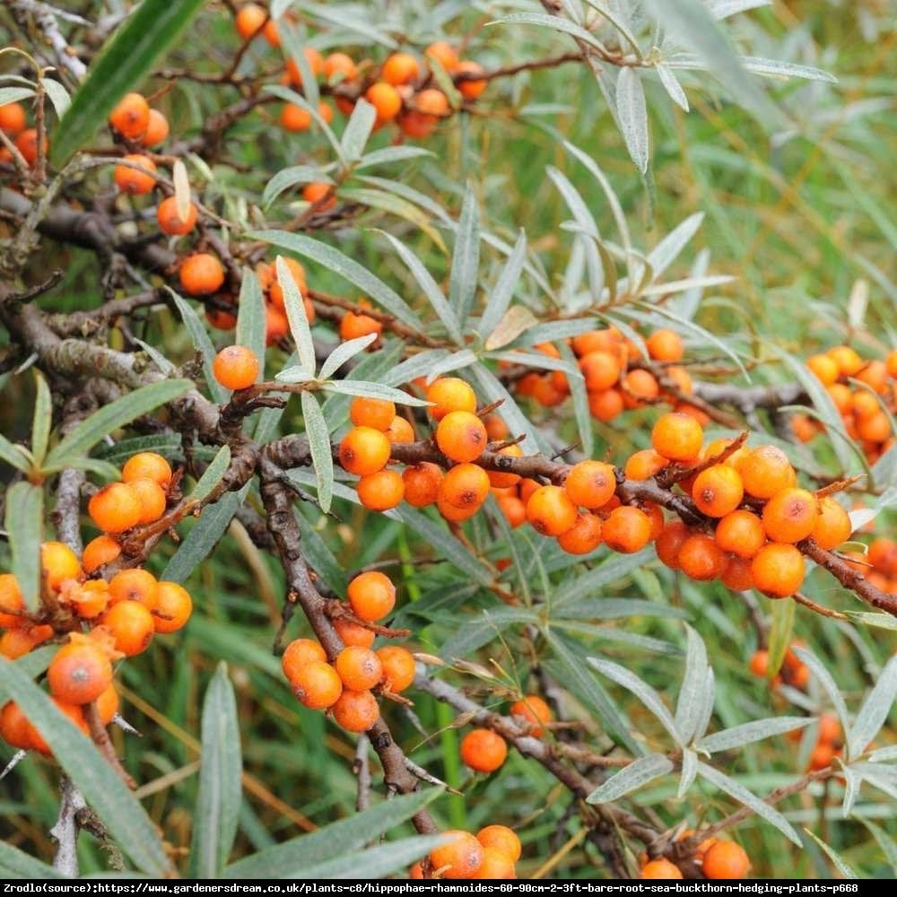 Rokitnik pospolity - Hippophae rhamnoides