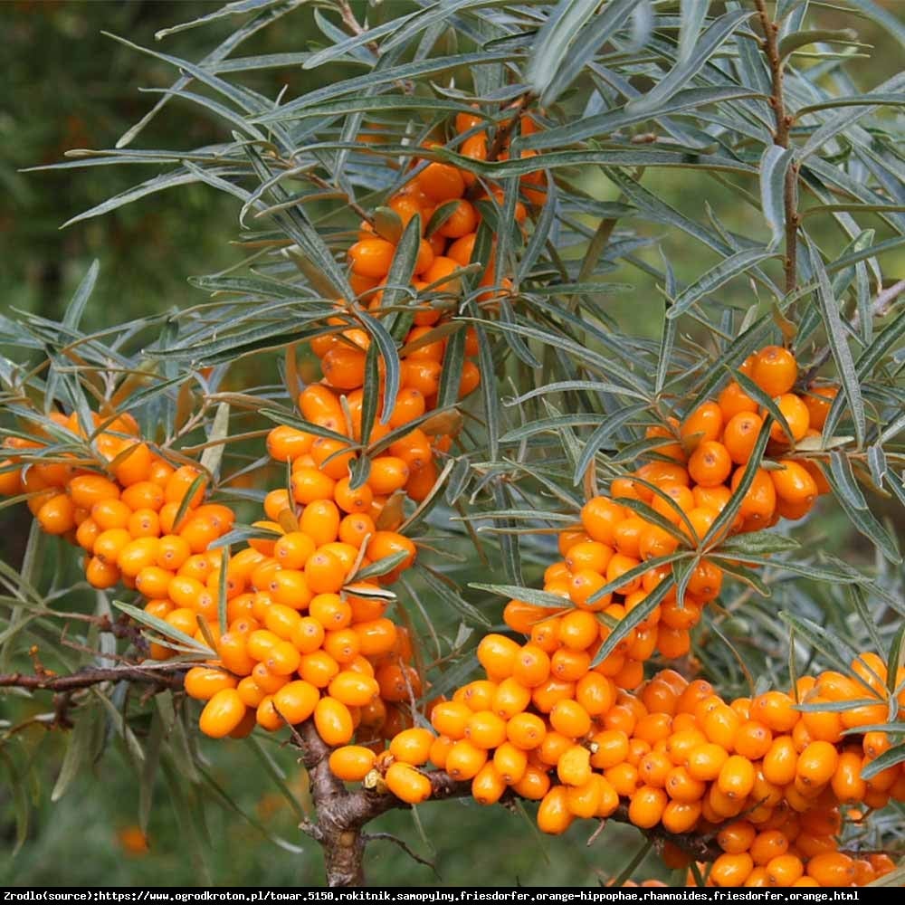 Rokitnik pospolity - Hippophae rhamnoides