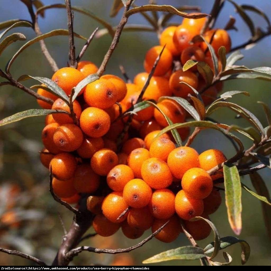 Rokitnik pospolity - Hippophae rhamnoides