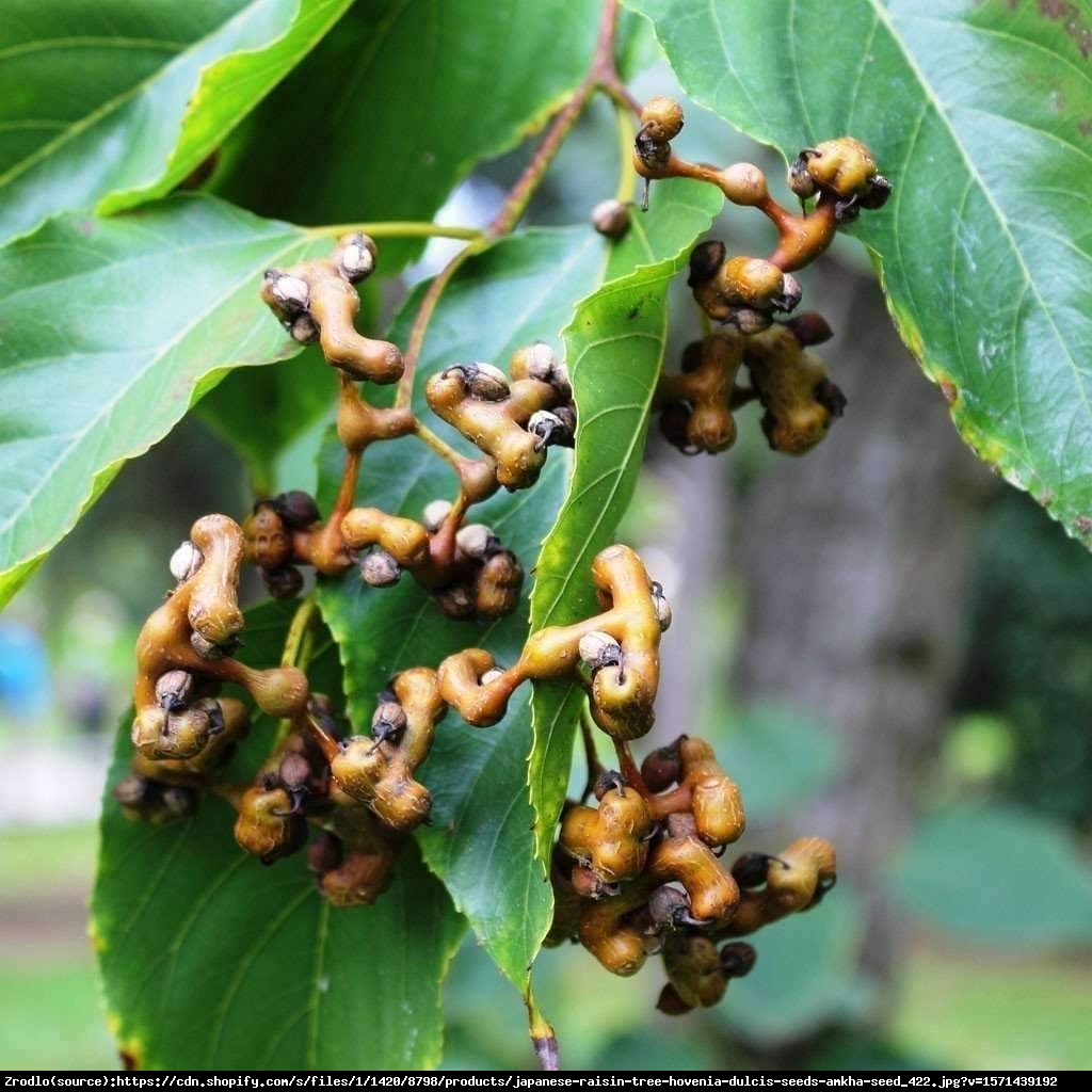 Japońskie Drzewo Rodzynkowe-Howenia słodka- Leczy Kaca, niweluje alkohol - Hovenia dulcis