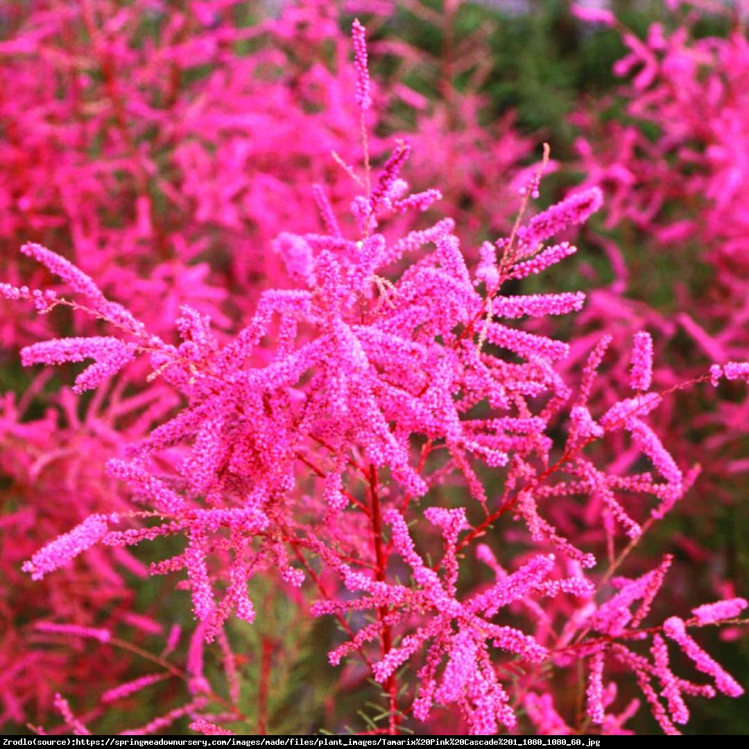 Tamaryszek pięciopręcikowy Pink Cascade - Tamarix ramosissima Pink Cascade