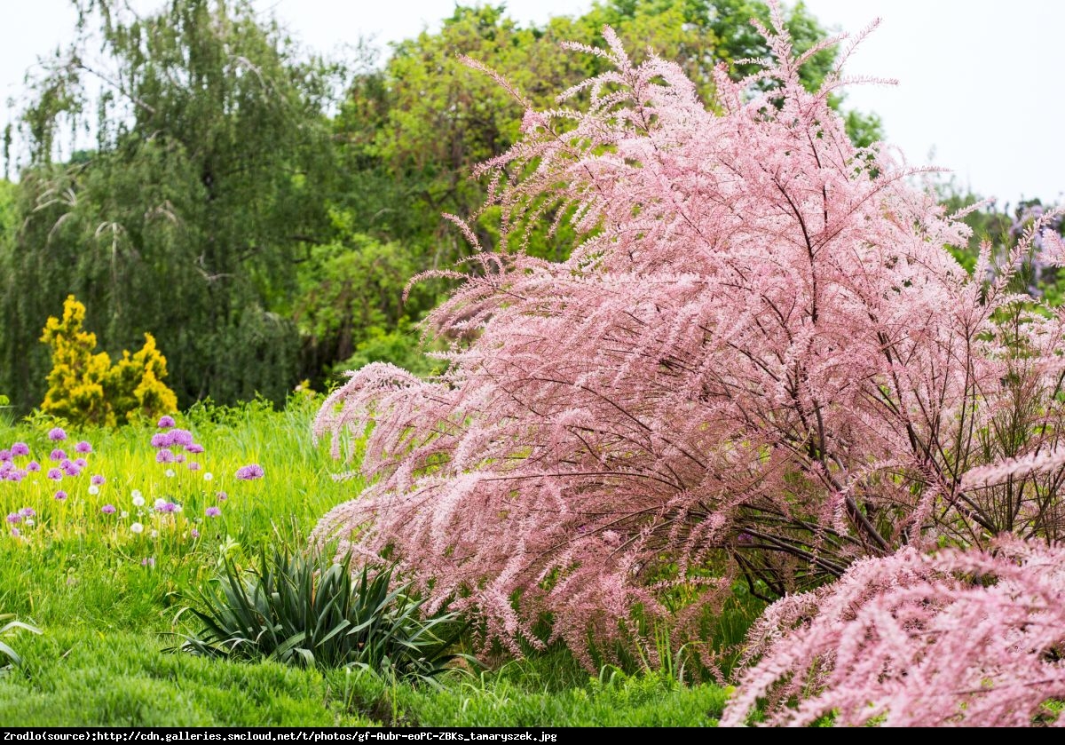 Tamaryszek pięciopręcikowy Pink Cascade - Tamarix ramosissima Pink Cascade