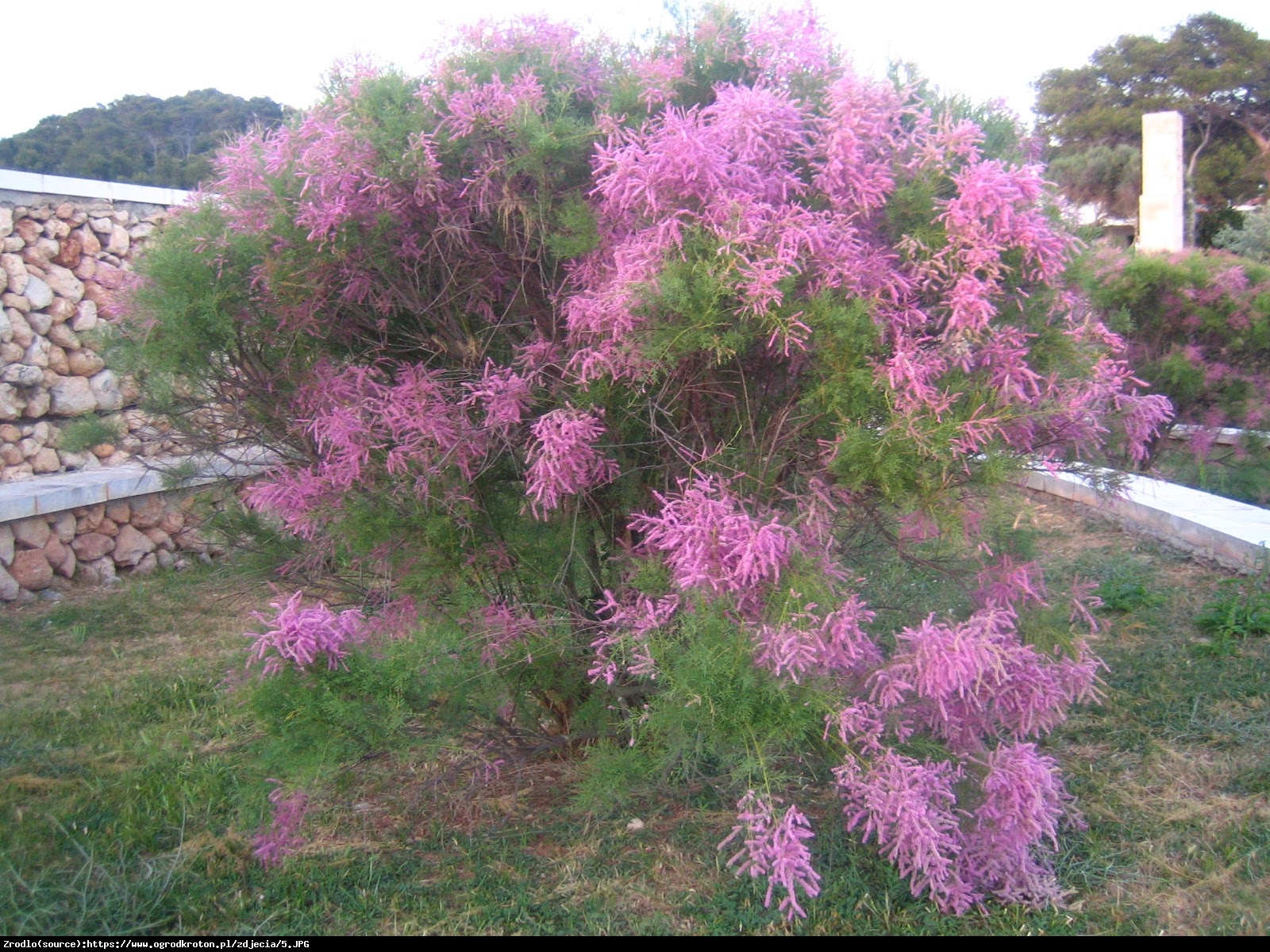Tamaryszek pięciopręcikowy Pink Cascade - Tamarix ramosissima Pink Cascade