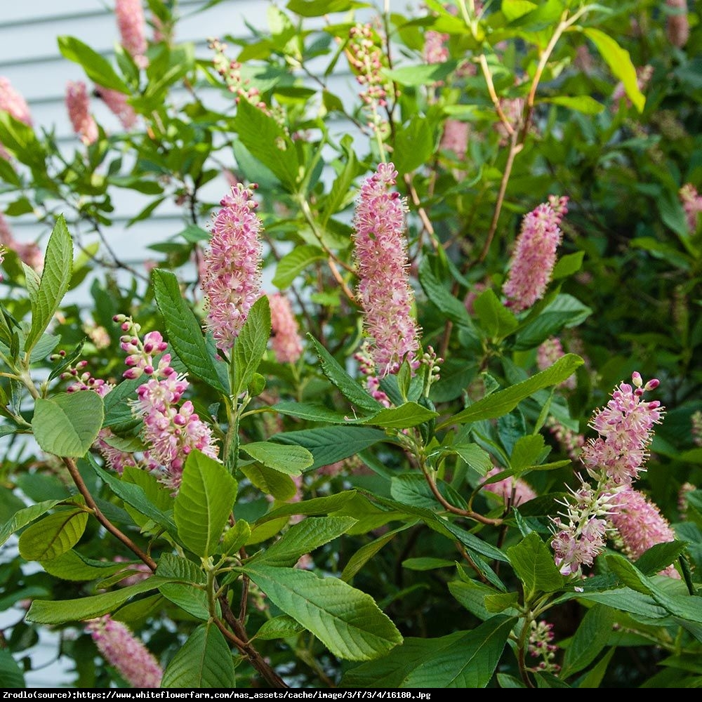 Orszelina olcholistna Ruby Spice - Clethra alnifolia Ruby Spice