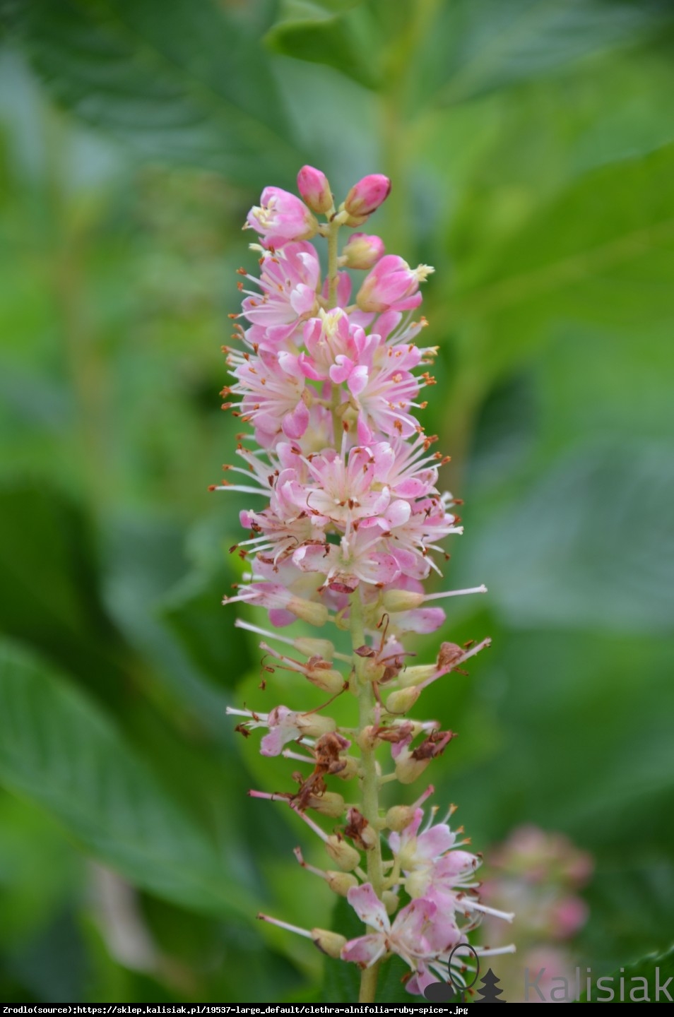 Orszelina olcholistna Ruby Spice - Clethra alnifolia Ruby Spice