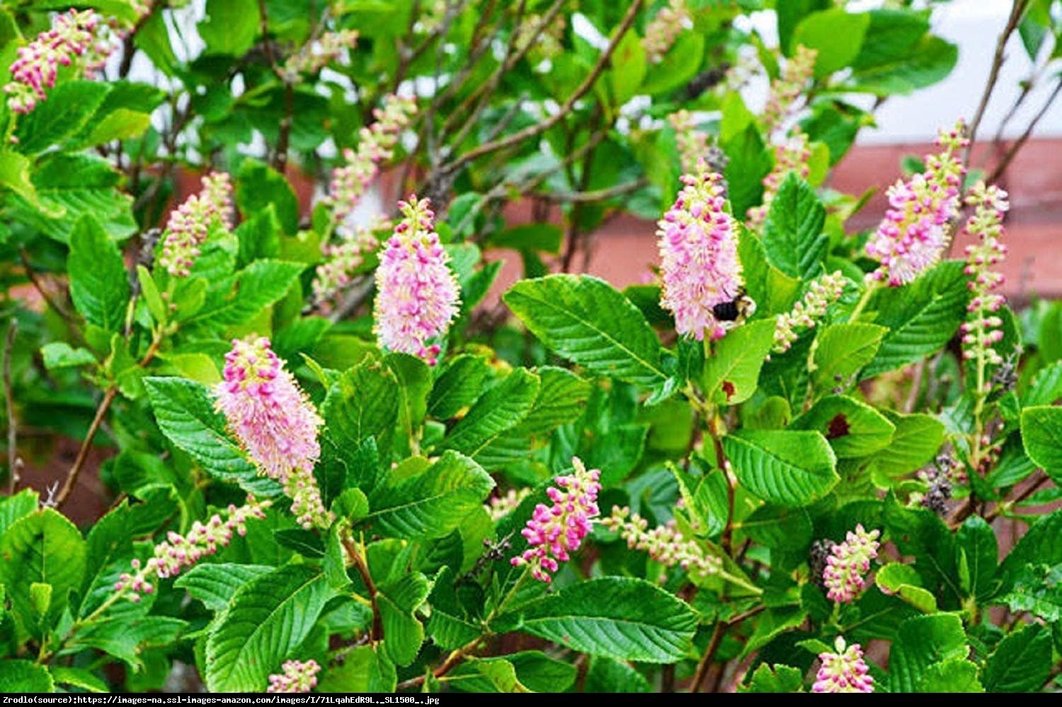 Orszelina olcholistna Ruby Spice - Clethra alnifolia Ruby Spice