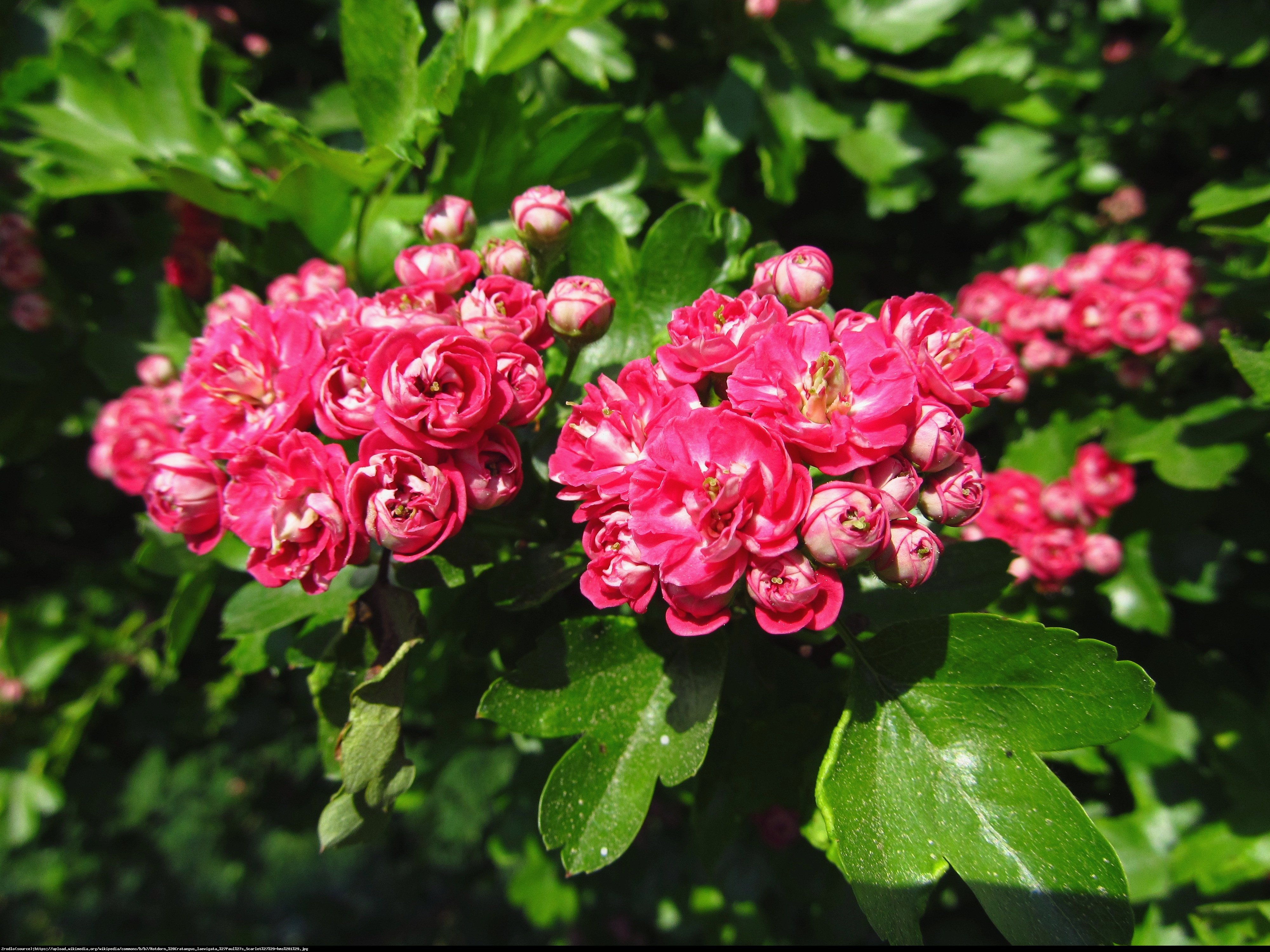 Głóg dwuszyjkowy pośredni Pauls Scarlet - Crataegus media laevigata Pauls Scarlet