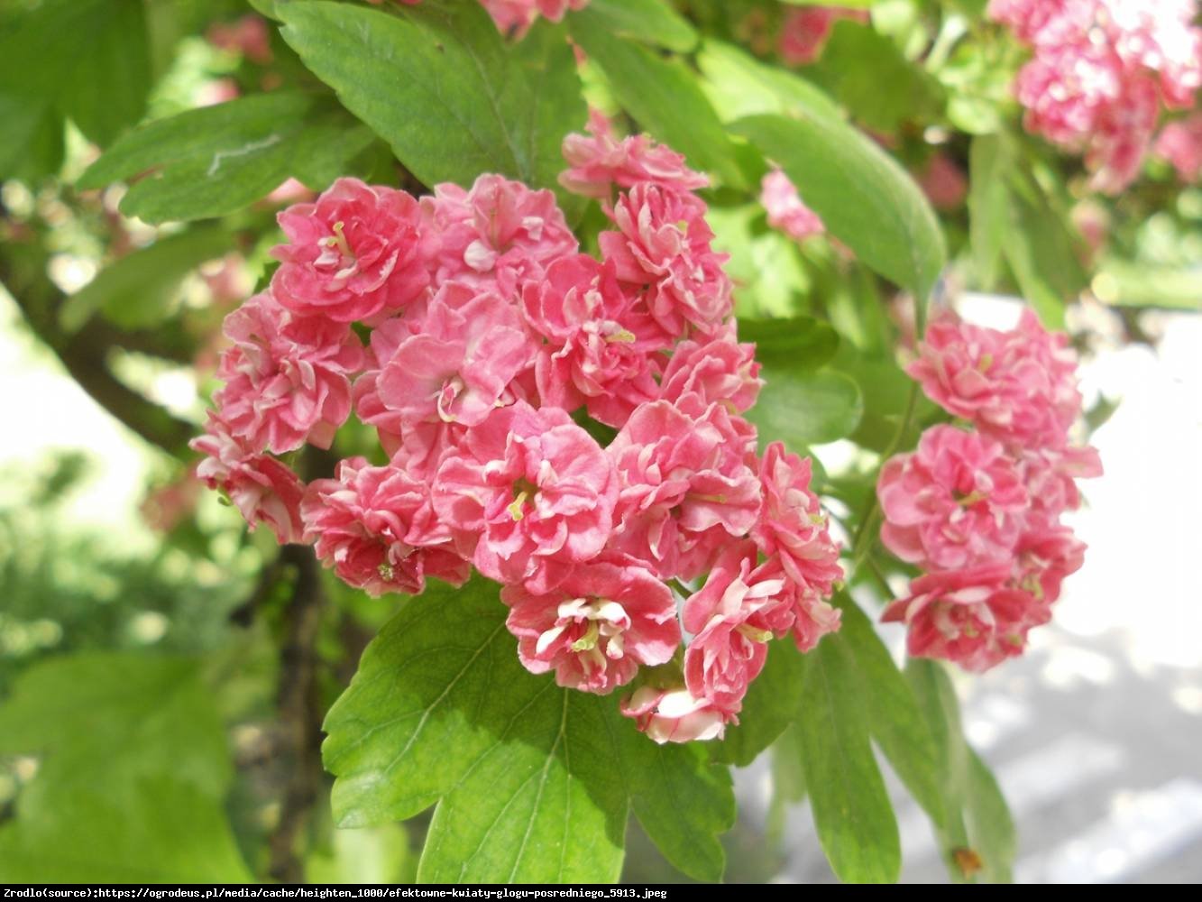 Głóg dwuszyjkowy pośredni Pauls Scarlet - Crataegus media laevigata Pauls Scarlet