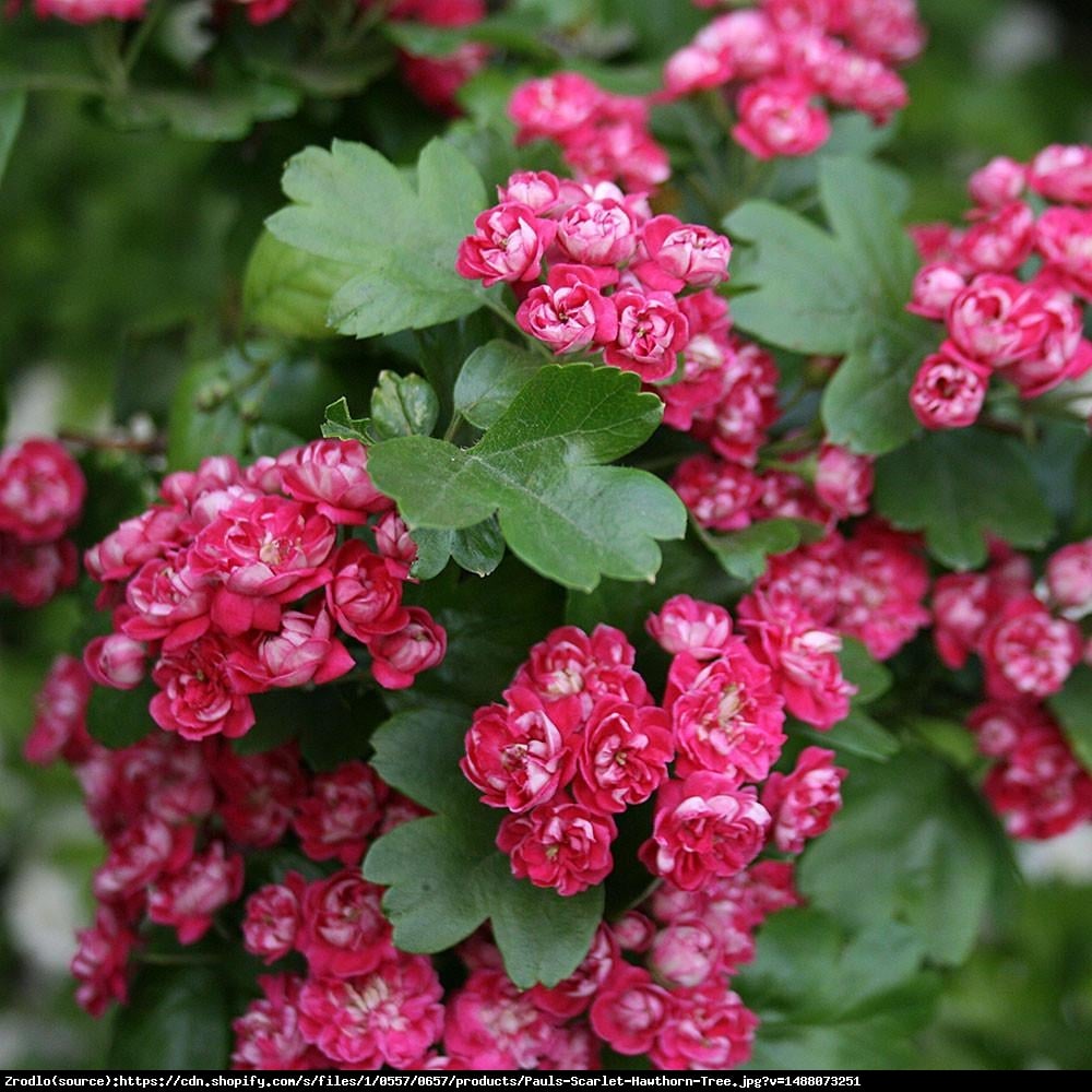 Głóg dwuszyjkowy pośredni Pauls Scarlet - Crataegus media laevigata Pauls Scarlet