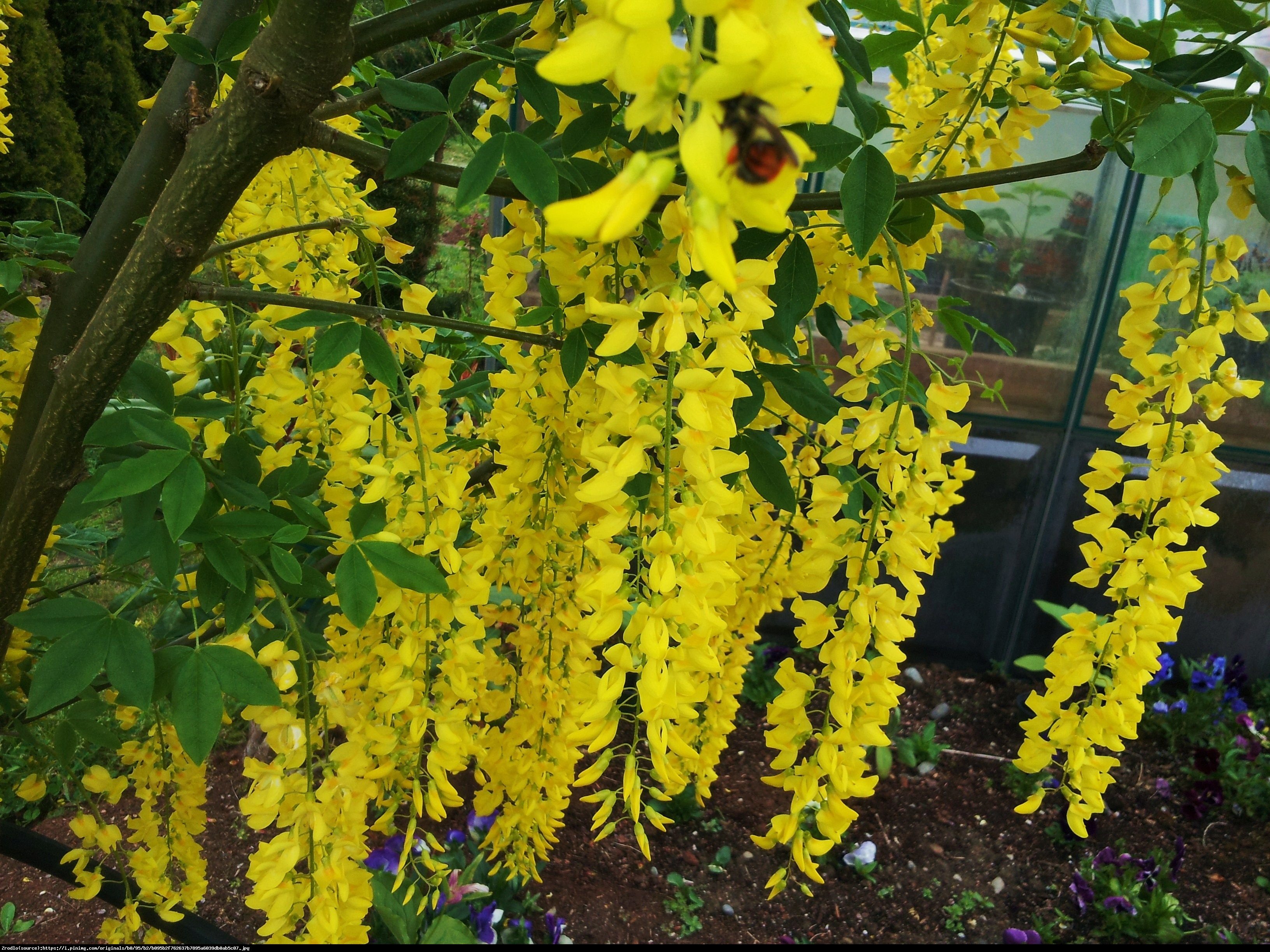 Złotokap Waterea Vossii - Laburnum x watereri Vossi