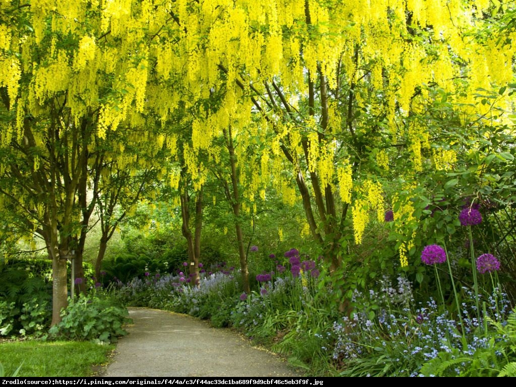 Złotokap Waterea Vossii - Laburnum x watereri Vossi