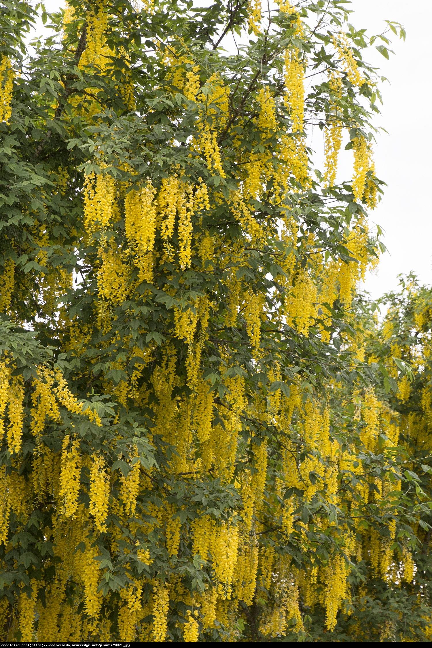 Złotokap Waterea Vossii - Laburnum x watereri Vossi