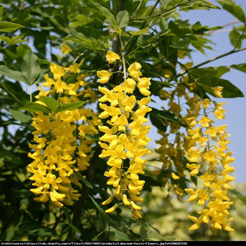 Złotokap Waterea Vossii - Laburnum x watereri Vossi