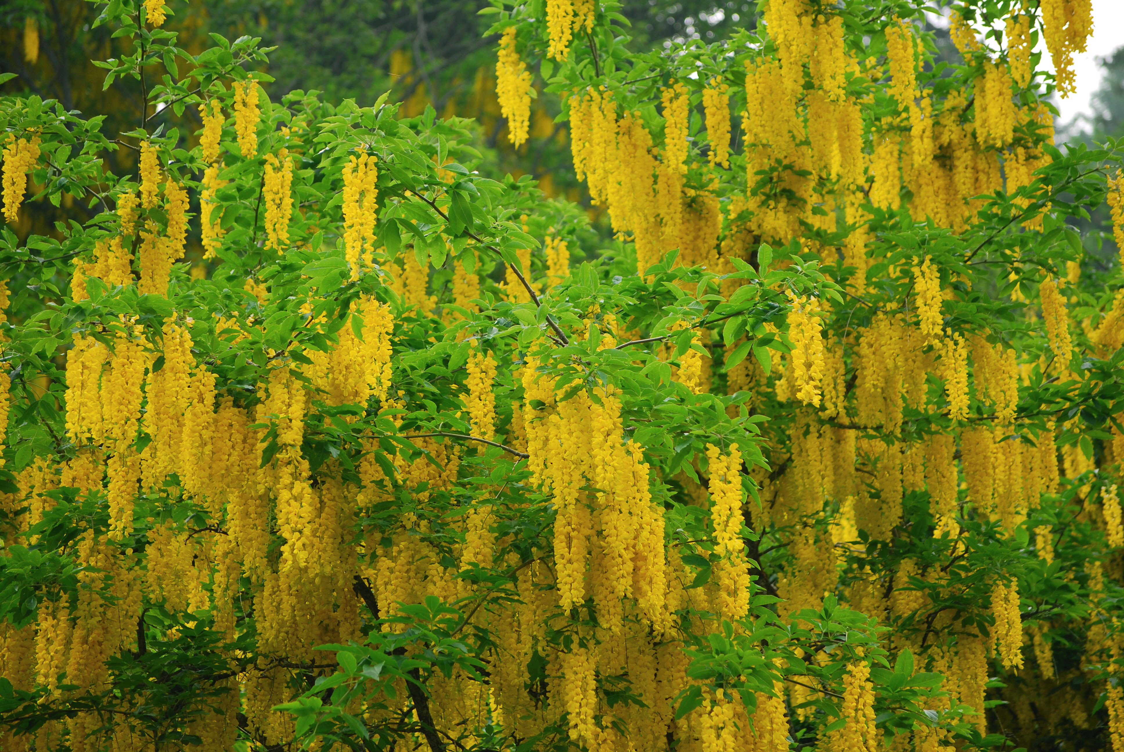Złotokap Waterea Vossii - Laburnum x watereri Vossi