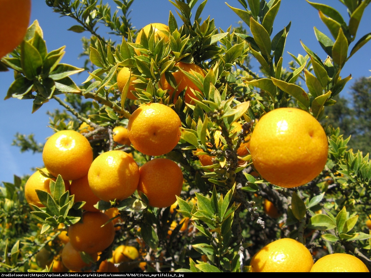 Pomarancza Sycylijska Chinotto  drzewko - Citrus Myrtifolia Chinotto 
