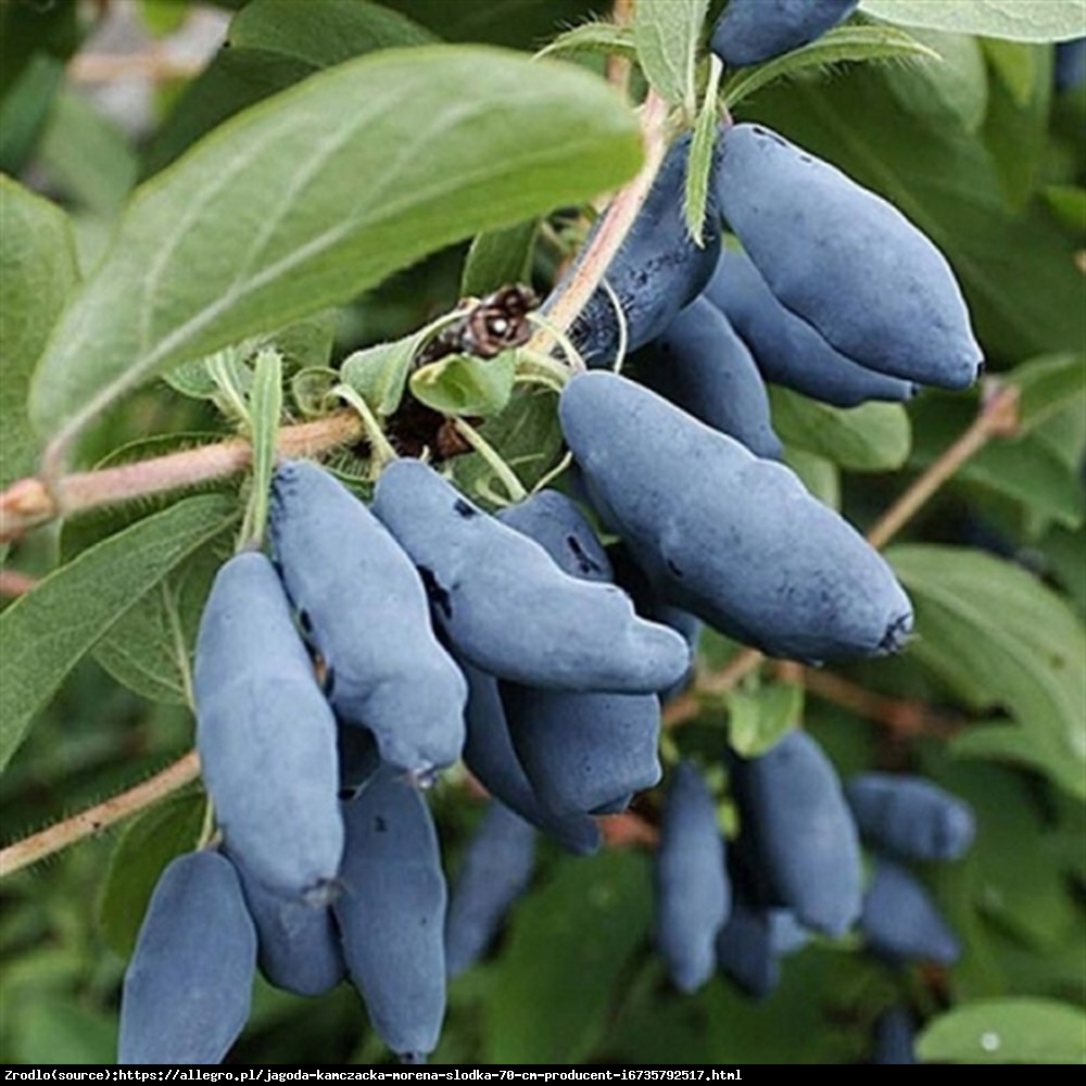 Jagoda kamczacka Morena - Lonicera orientalis Morena