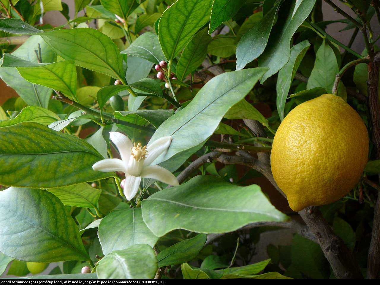Cytryna Lunario drzewko  50cm - Citrus Limon