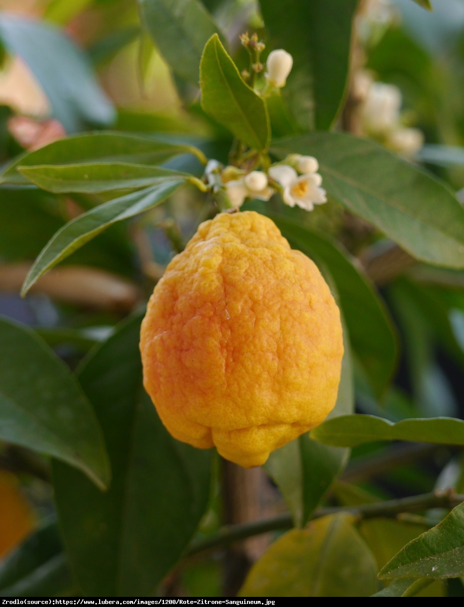Cytryna Czerowan Limone Rosso drzewko 70cm - Citrus Limon Sanguineum (Limone Rosso)