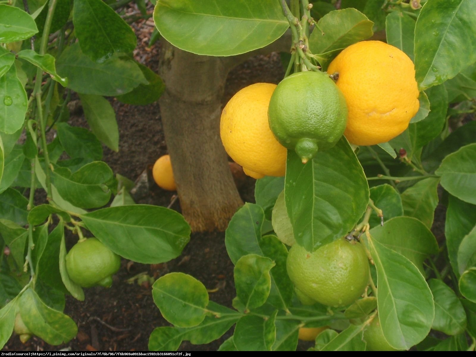 Limetta Rangpur drzewko 70cm - Limetta Rossa Di Rangpur (Citrus Limonia)