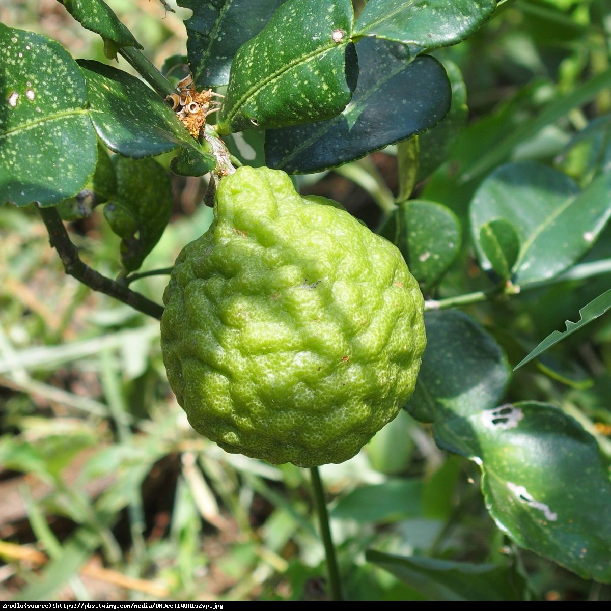 Kaffir Lime Cytrus - Skrzydła Anioła Hystrix drzewo 70cm - Citrus hystrix - papeda