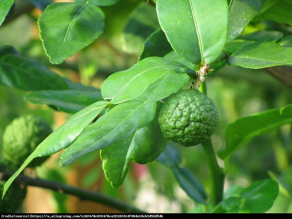 Kaffir Lime Cytrus - Skrzydła Anioła Hystrix drzewo 70cm - Citrus hystrix - papeda